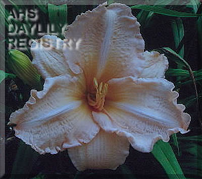 Nelda's Joy AHS image