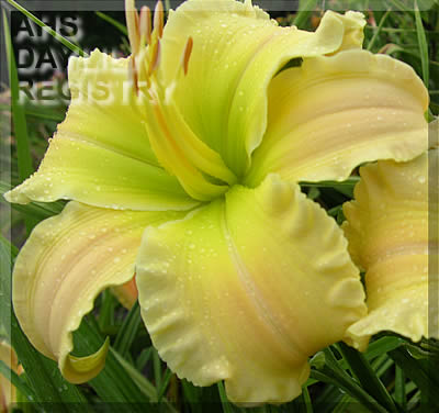 Texas Beautiful Bouquet AHS image