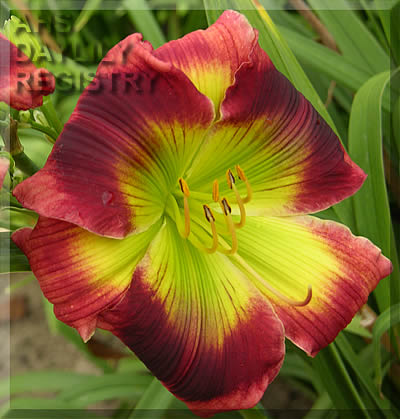 Waxen Splendor AHS image