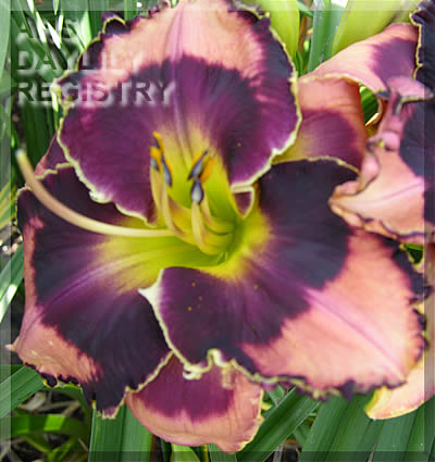 Bodacious Charmer AHS image