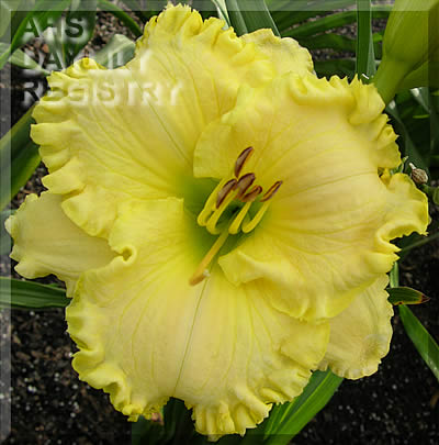 Lemon Custard Classic AHS image