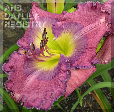 Pat Soileau AHS image