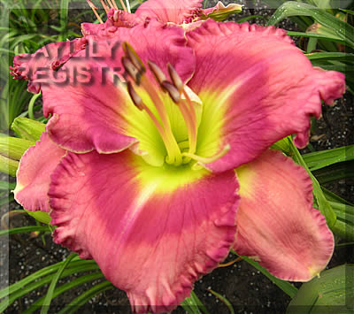 Rose Eyed Magic AHS image