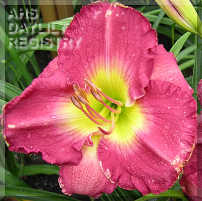 Simply Rosy AHS image