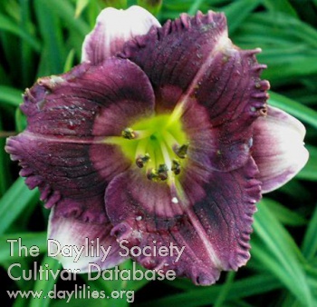 Little Jazzman AHS image