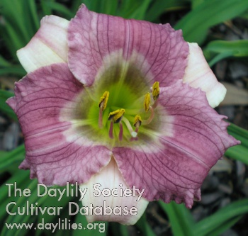 Tiny Playmate AHS image