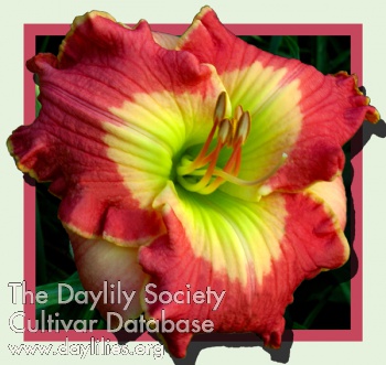Adorned in Fuchsia