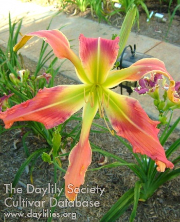 Meadow Stiletto AHS image