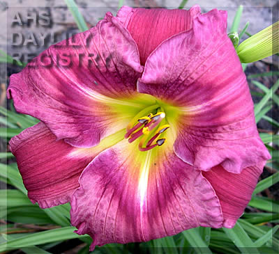 Plum Delicious AHS image
