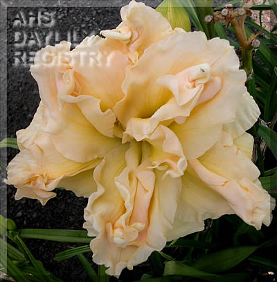 Baby Bird's Nest AHS image