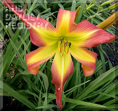 Apple Cinnamon AHS image