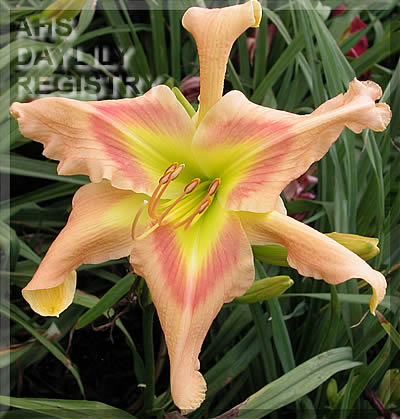 Petal Dancer AHS image