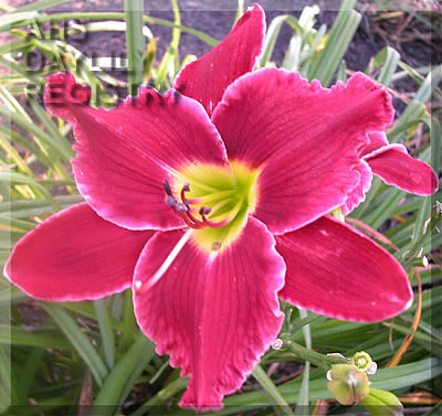 Star So Bright AHS image