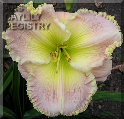 Blue Petunia Lace AHS image