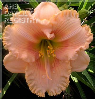 Sugar Pie Honey Bunch AHS image