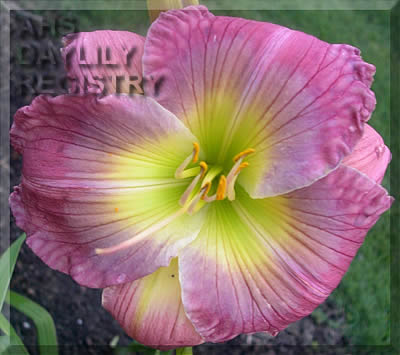 Frosted Plum AHS image