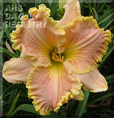 Dollop of Cream AHS image