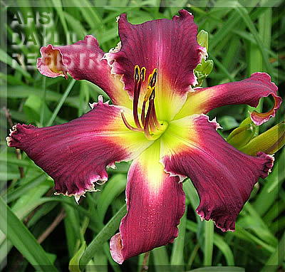 Jim Weissenberger AHS image