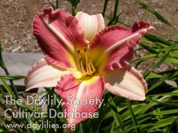 Chautauqua Pink Lady AHS image