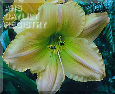 Dorothy Ruth
