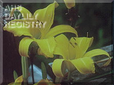 Late Bouquet AHS image