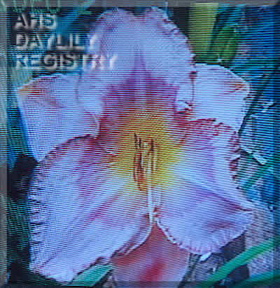 Anne Rudloe