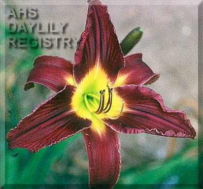 Joshua Toon AHS image