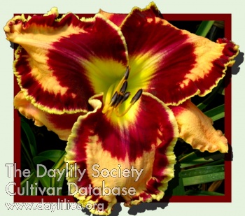 Calling Dr Bombay AHS image