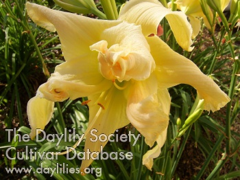 Lyndell's Hope AHS image