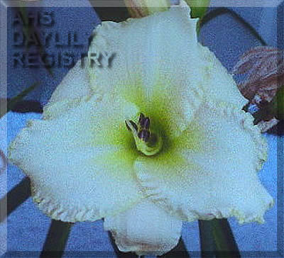 Ra Ra Down AHS image