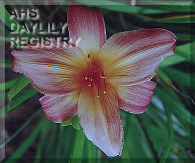 Peachy Sunrise AHS image