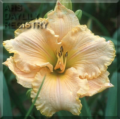 Pinegarden Gilda AHS image