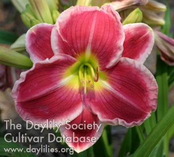 Courtney's Blossom AHS image