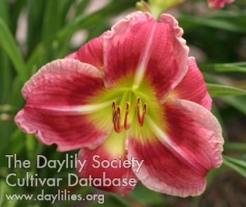 Lillian's Delight AHS image