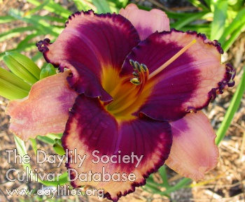 Betty Sue Milford
