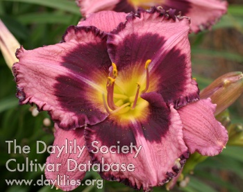 Belle Isle Beauty AHS image