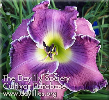 Purple Peace AHS image
