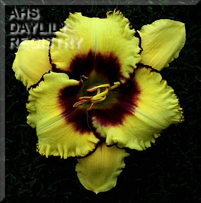 Topguns Olivia Scott AHS image