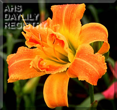 Topguns Lobster Claws AHS image