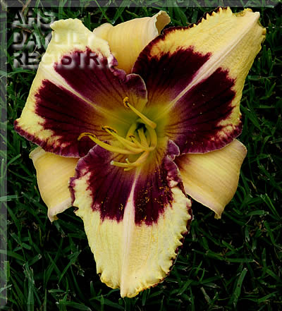 Topguns Starburst Enterprise AHS image