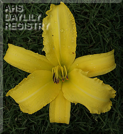 Topguns Lemon Lush AHS image