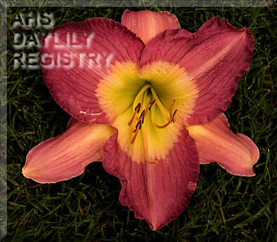 Topguns Razzberry Rush AHS image