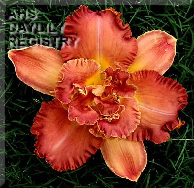 Topguns Ruffled Amazement AHS image