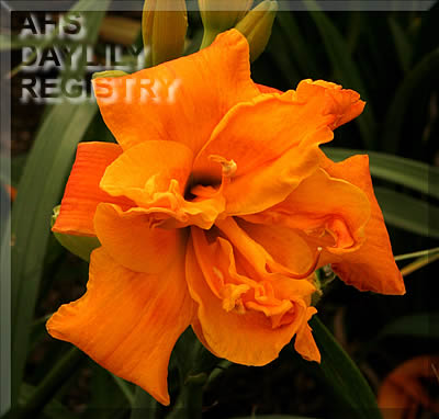 Topguns Orange Fizz AHS image