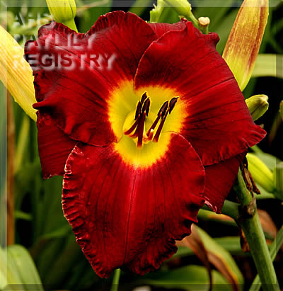 Topguns Blaze O'Glory AHS image