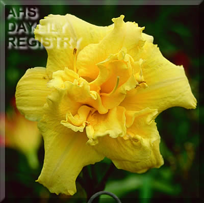Topguns Golden Ruffles AHS image