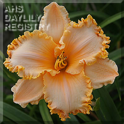 Cantaloupe Stampede AHS image