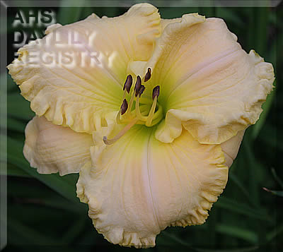 Arrayed in White AHS image