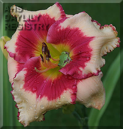 Crimson Stain AHS image