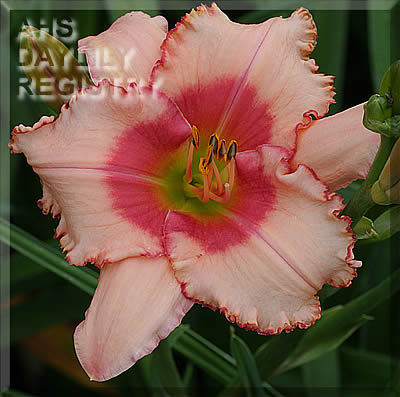 Reagan Kate AHS image